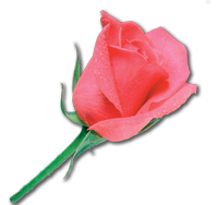 Роза Масляные ароматические добавки (набор - 5 шт х 5мл)